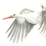 fliegender Storch II