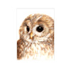 Waldkauz &ndash; Passepartout 30 x 40 cm