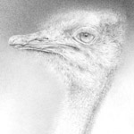 Der afrikanische Läufer – 15 x 21 cm