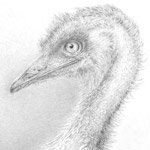 Der australische Wanderer &ndash; 15 x 21 cm