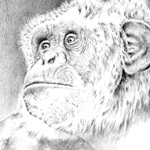Schimpansenportrait