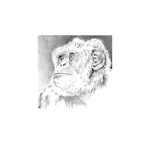 Schimpansenportrait