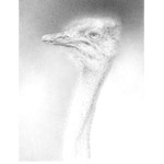 Der afrikanische Läufer