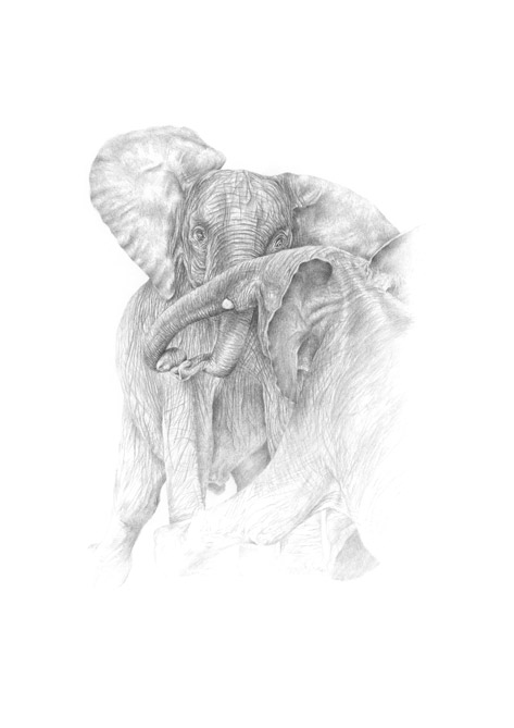 kämpfende Elefanten