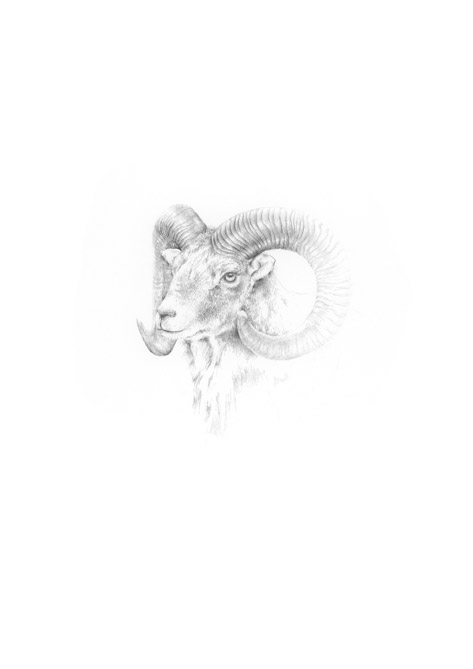 Mufflon (Widder) Mufflon (Widder)