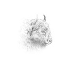 Wisent (Europäische Bison)