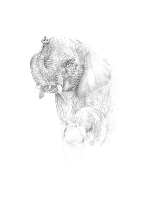 Elefant Elefant