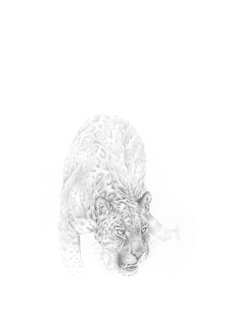 schleichender Jaguar schleichender Jaguar