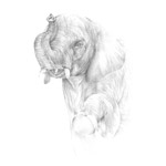 Elefant Elefant