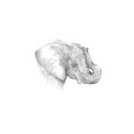 kleiner Elefant