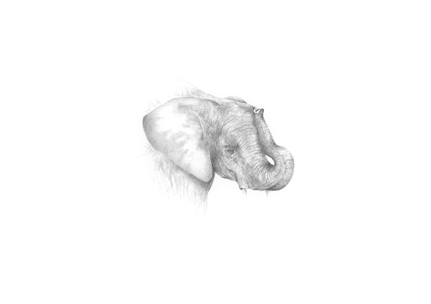 kleiner Elefant kleiner Elefant