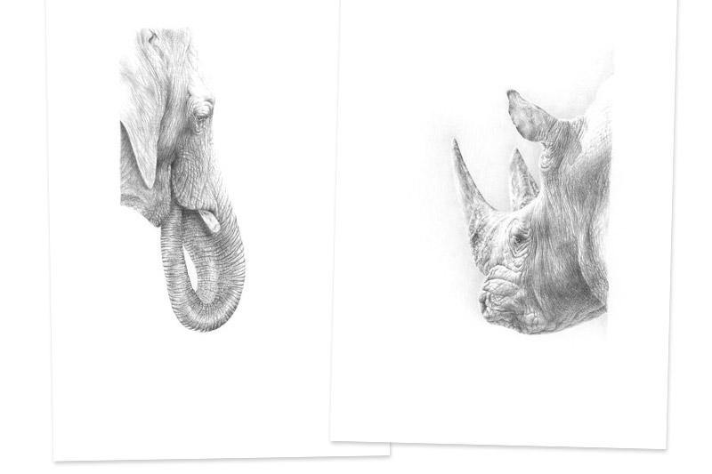 Elefantenportrait und Nashornportrait<br />im Doppelpack Elefantenportrait und Nashornportrait<br />im Doppelpack
