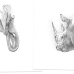 Elefantenportrait und Nashornportrait<br />im Doppelpack Elefantenportrait und Nashornportrait<br />im Doppelpack