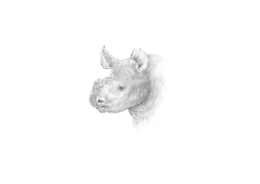 kleines Nashorn kleines Nashorn