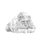 Kamtschatkabär