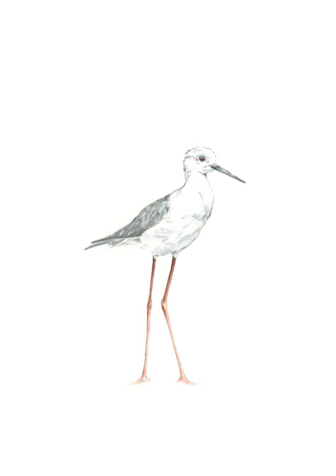 Stelzenläufer I Stelzenläufer I